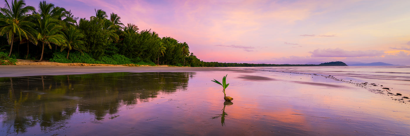 Coconut Blossom